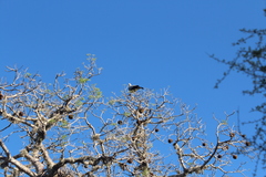 Polyboroides radiatus