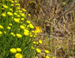 Heliothea discoidaria