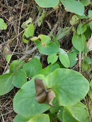 Lonicera caprifolium