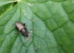 Plateumaris consimilis