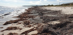 Posidonia australis