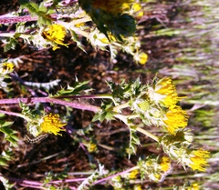 Berkheya pinnatifida pinnatifida