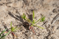 Millotia muelleri