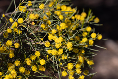 Acacia euthycarpa