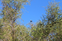 Polyboroides radiatus