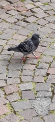 Columba livia domestica
