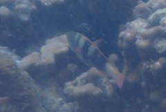 Chlorurus troschelii