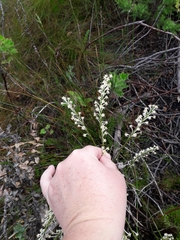 Struthiola myrsinites
