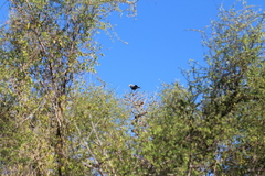 Polyboroides radiatus