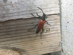 Stenelytrana emarginata