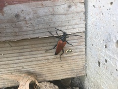 Stenelytrana emarginata