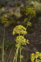 Bupleurum gibraltaricum