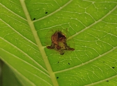 Aspidimorpha furcata