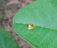 Aspidimorpha furcata