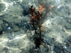 Carpophyllum maschalocarpum