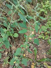 Chenopodium suecicum