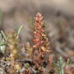 Crassula colorata