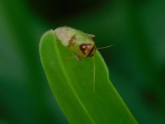 Dagbertus