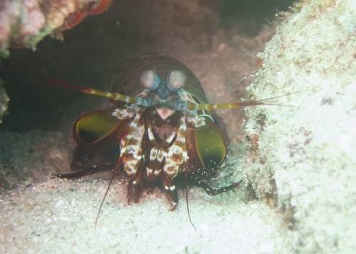 Peacock Mantis Shrimp
