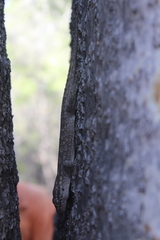 Blaesodactylus sakalava