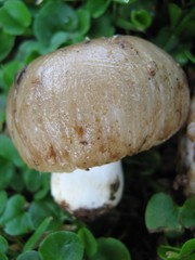 Russula sororia