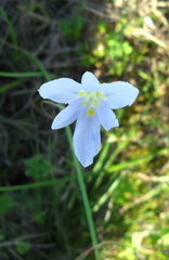 Moraea polyanthos