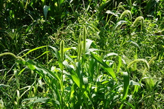 Setaria viridis major