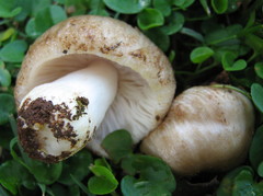 Russula sororia