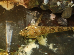 Bellapiscis lesleyae