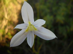Moraea polyanthos