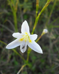 Moraea polyanthos