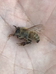 Apis mellifera