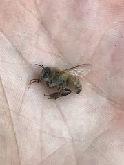 Apis mellifera