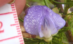 Psoralea speciosa