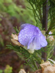 Psoralea speciosa