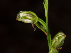 Pterostylis tunstallii