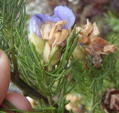 Psoralea speciosa