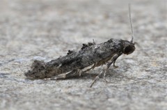 Epermenia albapunctella