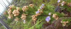 Psoralea speciosa