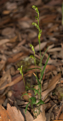 Pterostylis tunstallii