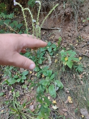 Verbena officinalis