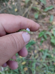 Verbena officinalis