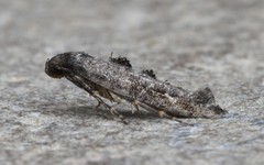 Epermenia albapunctella