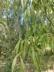 Salix acutifolia
