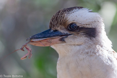 Sphodropoda quinquedens
