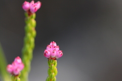 Erica rhopalantha