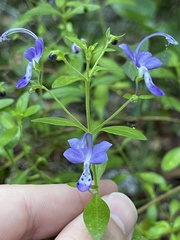 Trichostema dichotomum
