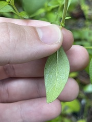 Trichostema dichotomum