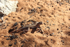 Chalarodon madagascariensis