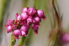 Erica rhopalantha